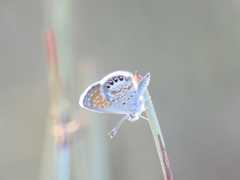 Brephidium exilis exilis
