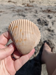 Dinocardium robustum