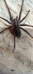 Eratigena