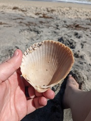 Dinocardium robustum