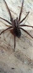 Eratigena
