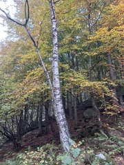 Betula pendula