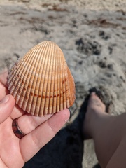 Dinocardium robustum