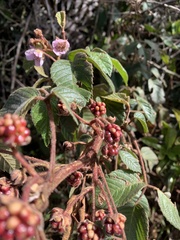 Rubus glaucus