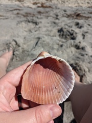 Dinocardium robustum