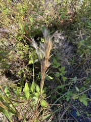 Andropogon floridanus