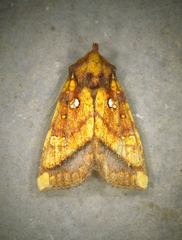 Papaipema leucostigma