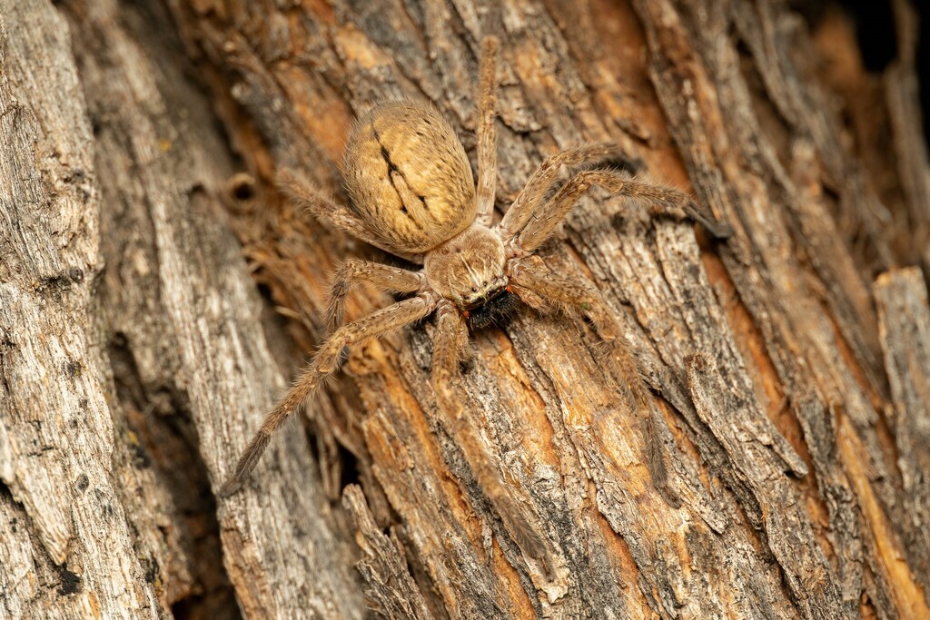 Giant Crab Spider