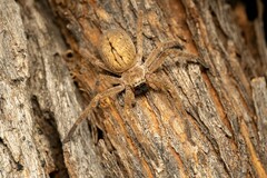 Giant Crab Spider