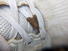 Lacinipolia meditata