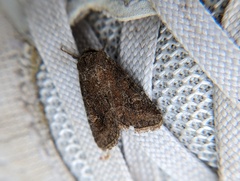 Lacinipolia meditata