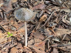 Coprinopsis