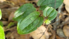Smilax pumila
