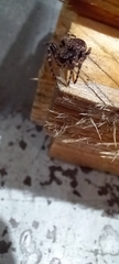 Nuctenea umbratica