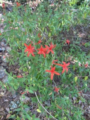 Anisacanthus quadrifidus wrightii