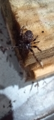 Nuctenea umbratica