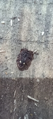 Nuctenea umbratica
