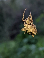 Acanthepeira