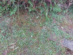 Fimbristylis griffithii