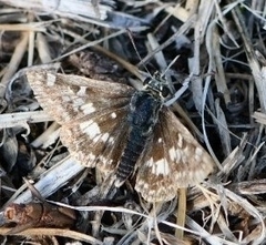 Muschampia proto