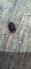 Nuctenea umbratica