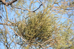 Phoradendron californicum