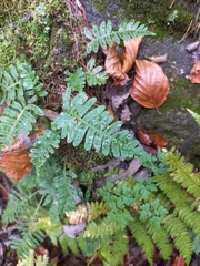 Polypodium vulgare