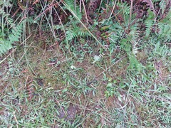 Fimbristylis griffithii