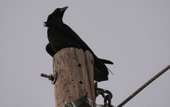 Corvus cryptoleucus