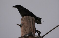 Corvus cryptoleucus