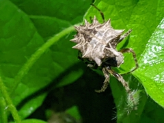 Acanthepeira