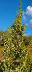 Juniperus californica