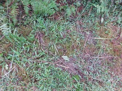 Fimbristylis griffithii