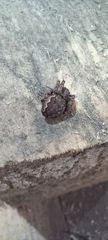Nuctenea umbratica