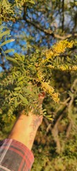 Prosopis glandulosa