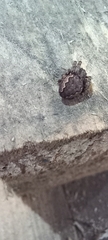 Nuctenea umbratica