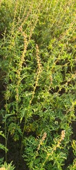Ambrosia confertiflora