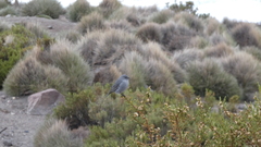 Geospizopsis unicolor