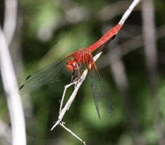 Dythemis maya