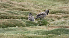 Lophonetta specularioides