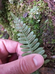Polypodium vulgare