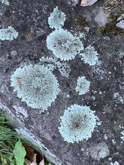 Flavoparmelia baltimorensis