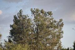 Pinus quadrifolia