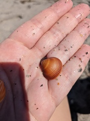 Arcoidea