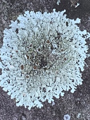 Flavoparmelia baltimorensis