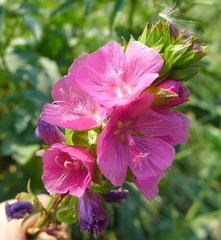 Sidalcea hendersonii