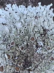 Flavoparmelia baltimorensis