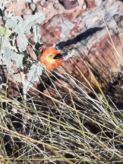 Calliopsis subalpina