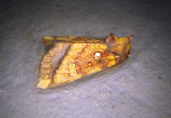 Papaipema leucostigma