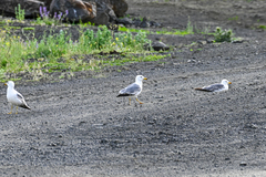 Larus armenicus